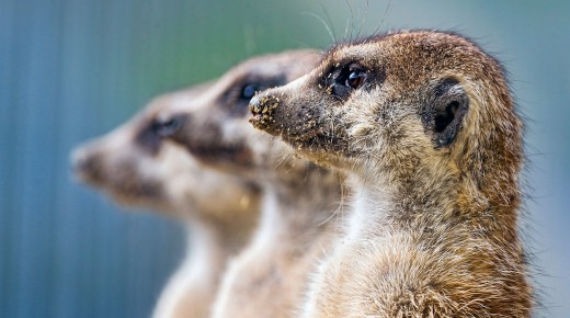 Cuteness Alert: Google And London Zoo are living stream Meerkats to test Wi-Fi know-how