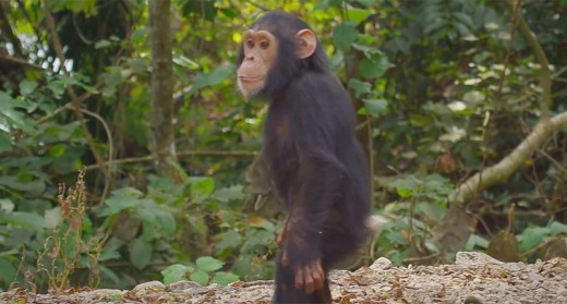 Google street View permits humans to hang around with their blood-associated chimpanzees