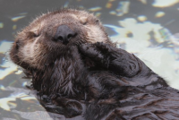 cute Otter Pup studying find out how to Swim Goes Viral (Video)
