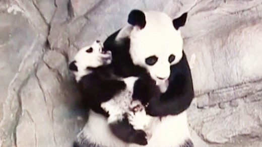 Watch the world’s simplest Surviving Panda Triplets Hug It Out With Their mom