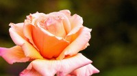 The Quest To Reproduce The Scent Of A Rose, With Designer Microbes