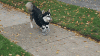 Watch A Disabled canine Get a new hire On life With 3-D Printed Legs