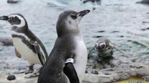 What occurs when you provide Some Penguins An iPad? Penguin Chicks