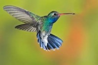 A yr On: The impression of the Hummingbird Algorithmic update