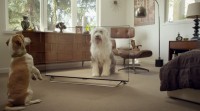 Ingenious Stunt methods real Pets With tv Pets