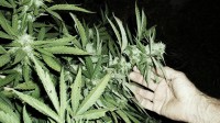 Vermont could raise $75 Million via Legalizing cannabis