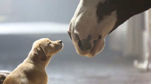 prime 10 Most Shared tremendous Bowl commercials Of All Time: Budweiser’s “puppy Love” most effective 2014 Video ad To Make The checklist