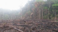 ranking the five hundred firms And buyers that would stop Deforestation–however do not