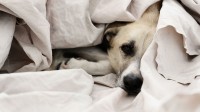 Why it is So wrong–however So right–To Sleep together with your Pets