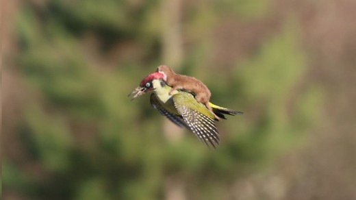 What dress? check up on This photo Of A baby Weasel driving A Flying Woodpecker!