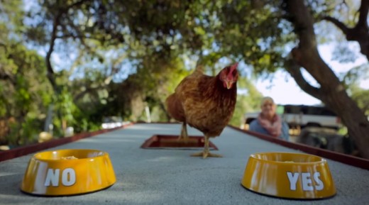 Chicken Named Gloria Determines Which Burger King Restaurants Get Chicken Fries