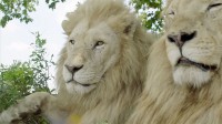 obviously the best way To promote Denture Cream Is to make use of a majestic White Lion With A Toothache