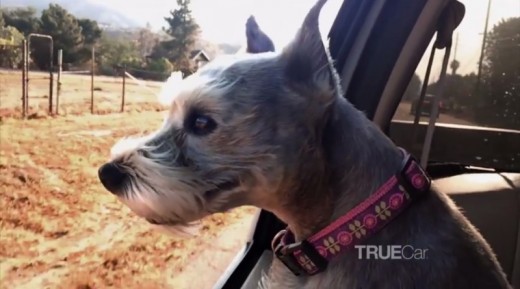 TrueCar To Donate $1 For Every Instagram Photo Tagged #DogsInCars
