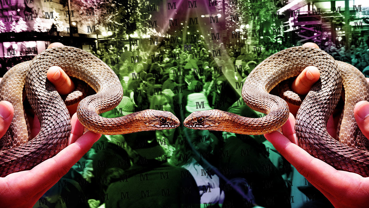 Какой цвет змеи 2025. Змеи любовь. Змеиная любовь. Змеи любимые. Две змеи любовь.