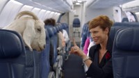 That crazy web Meme Delta safety Video Is On Its strategy to 2 Million Views