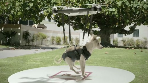 Humane Society’s brilliant pet Drone Stunt Achieves Viral Success
