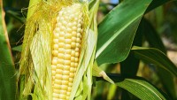 The Psychology Of Why So Many People Are Anti-GMO