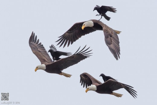 This Crow riding On The back Of A hovering Bald Eagle Will Make You Smile, Goth