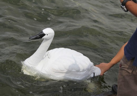 robot Swans Patrol Singapore’s Reservoirs, hunting pollution