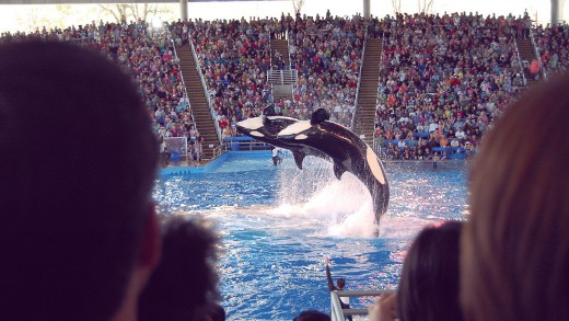 “brand Challenges” Are Impacting SeaWorld’s base line