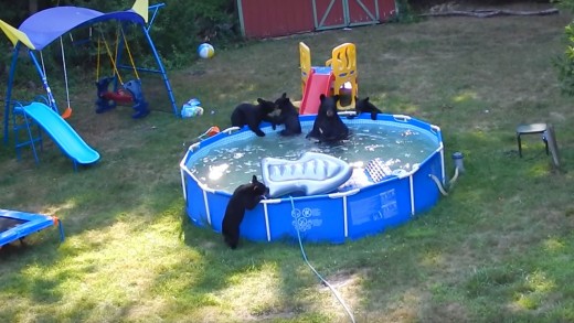 Watch A fun-Loving household Of Bears Crash a brand new Jersey family’s outdoor Pool
