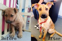 images Of dogs sooner than And After Their Adoption. investigate cross-check These Breathtaking Transitions