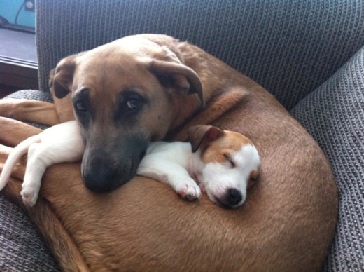 17 grownup Pets meeting Their puppy And Kitten chums For the first Time