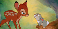 lovely Fawn and Bunny pals Play together In Bambi-Like Scene