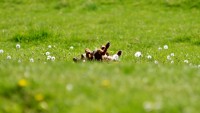 The Marijuana Chemical That Chills Anxious canines Out