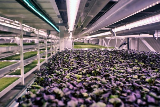 This London Underground Farm Grows Salad In A WWII Bomb safe haven