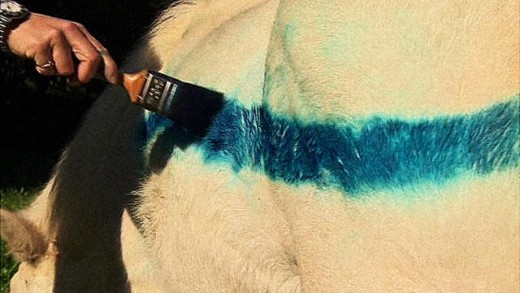 Why Are These Ponies Painted With Glow-In-The darkish Paint? to maintain Drivers From Killing Them
