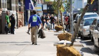 NY city is about To Plant Its 1 Millionth New Tree, Two Years in advance Of schedule