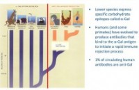 For damaged ACLs, It’s Aperion and Pig Tendons to the Rescue