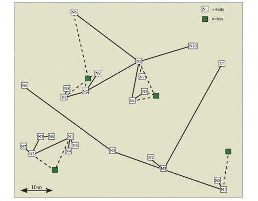 Insect Design: finding out methods to construct Transportation Networks From Ants