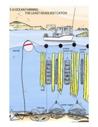 Vertical Seaweed Gardens Are the new technique to Feed Ourselves From The Overfished Oceans