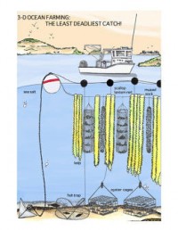 Vertical Seaweed Gardens Are the new technique to Feed Ourselves From The Overfished Oceans