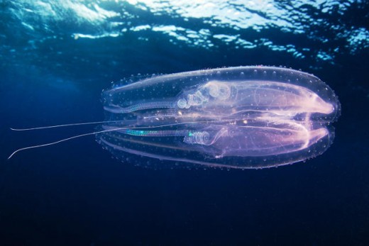 This Marine Biologist pictures uncommon, Otherworldly Oceanic Creatures