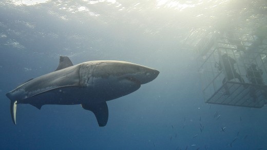 climate trade Will give protection to You From Sharks (Twist: that is in reality dangerous)