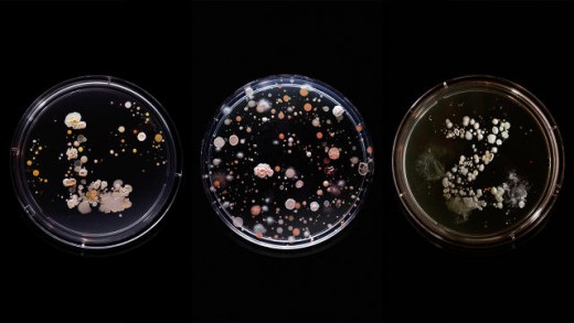 The Bacteria of NYC’s Subway Turned Into Art