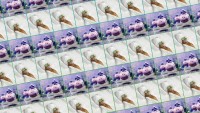 Belgians Flood Twitter With Cat images In Face Of forthcoming Terror chance