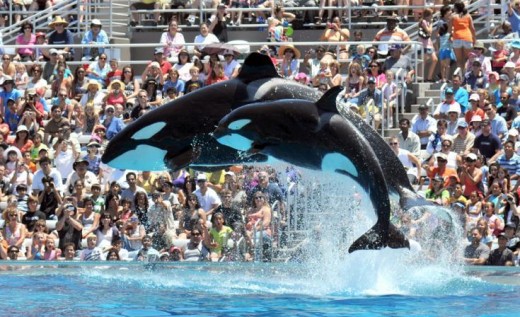 SeaWorld Ending Killer Whale displays At Its most popular Park