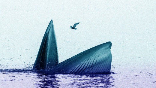 Ahoy! Whaling Is the brand new Phishing: Is Your Boss really Your Boss?