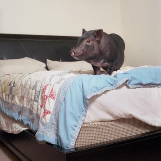 Wild, but Housebroken: pictures Of 14 unique Pets dwelling In Suburbia