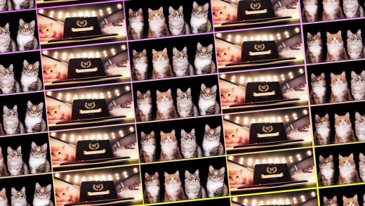 overlook The Oscars; Watch This 12 months’s highest Cat movies instead