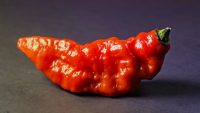 How Wendy’s Is Making Ghost Peppers Safe For Middle America