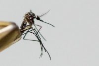 Zika Strain Linked to Birth Defects on ‘Doorstep of Africa,’ WHO Warns
