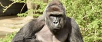 Stop Mommy-Shaming Over the Gorilla Incident