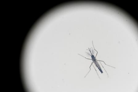 An Aedes aegypti mosquito is photographed inside a mosquito cage at the Fiocruz institute where they have been screening for mosquitos naturally infected with the Zika virus in Rio de Janeiro, Brazil, Monday, May 23, 2016. As opposed to artificially infected mosquito in labs, the institute found Aedes aegypti mosquitos that were naturally infected, confirming scientists suspicion that the Aedes aegypti is indeed a vector for Zika. (AP Photo/Felipe Dana)