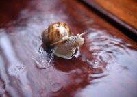 Surprisingly efficient snail brains could help make robots smarter