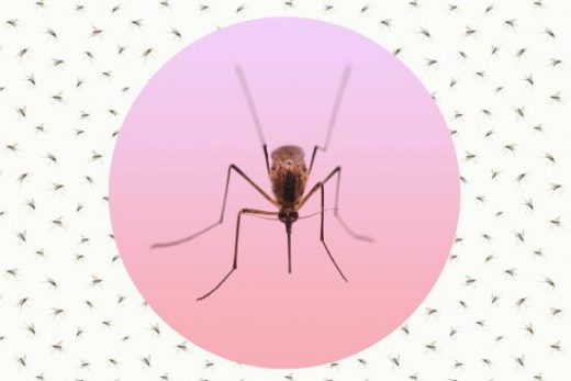 How to Mosquito-Proof Your Yard